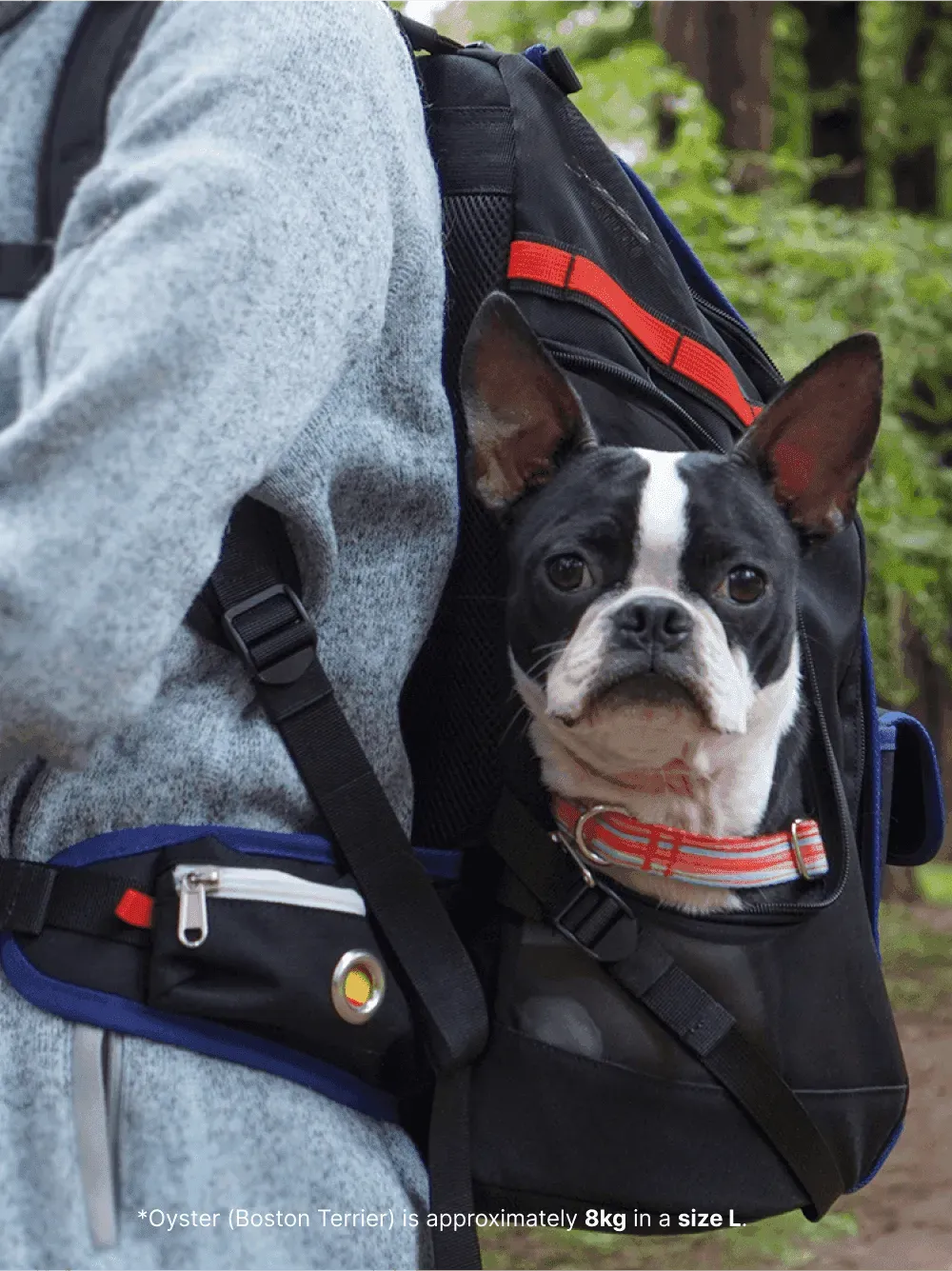 JIGE Bag | Pet Travel Backpack - Black