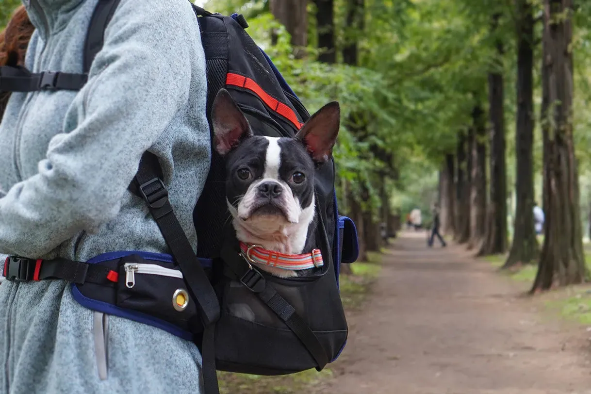 JIGE Bag | Pet Travel Backpack - Black