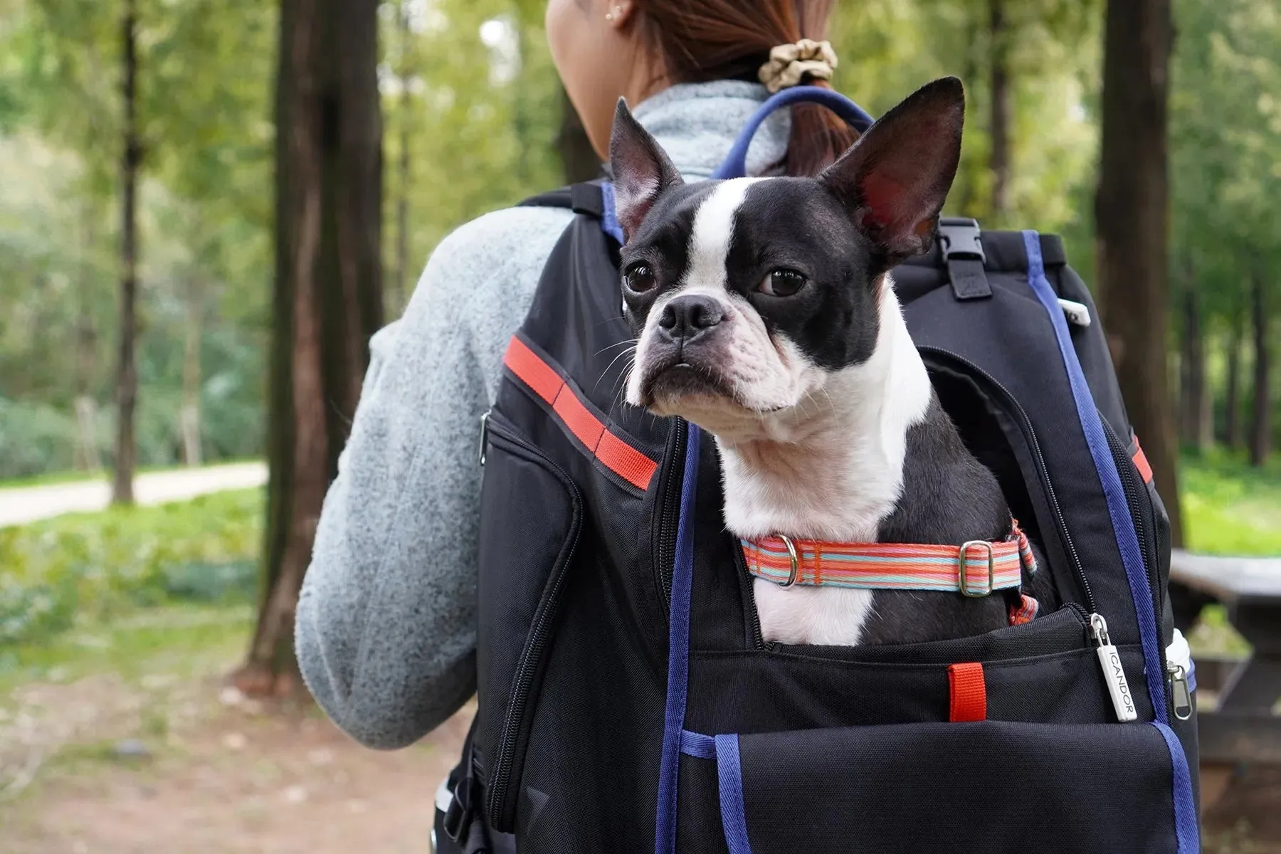 JIGE Bag | Pet Travel Backpack - Black